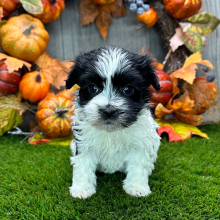 Havanese Puppy Angel