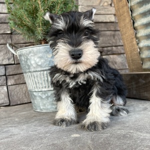 Miniature Schnauzer Puppy Monica