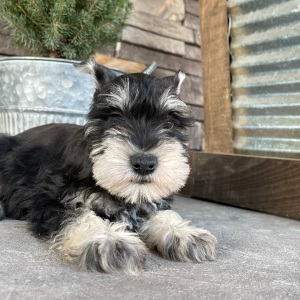Miniature Schnauzer Puppy Monica