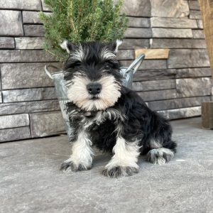 Miniature Schnauzer Puppy Monica