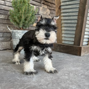 Miniature Schnauzer Puppy Monica