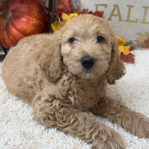 Goldendoodle Puppy Jersey
