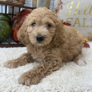 Goldendoodle Puppy Jersey