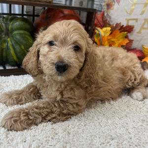 Goldendoodle Puppy Jersey
