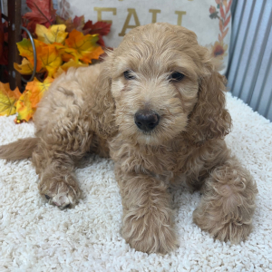 Goldendoodle Puppy Jersey