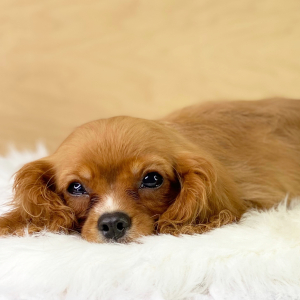 Cavalier King Charles Spaniel Puppy Lewis