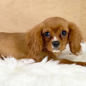 Cavalier King Charles Spaniel Puppy Lewis