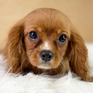 Cavalier King Charles Spaniel Puppy Lewis