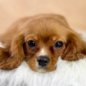 Cavalier King Charles Spaniel Puppy Lewis
