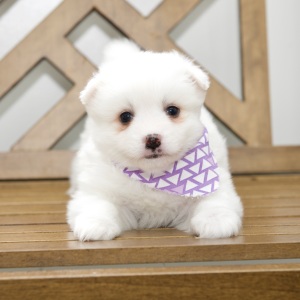 American Eskimo Dog Puppy Dolly