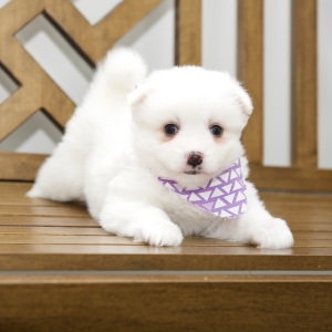 American Eskimo Dog Puppy Dolly