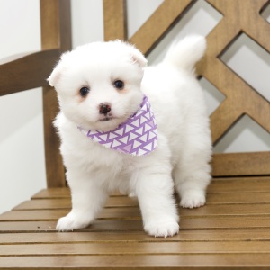 American Eskimo Dog Puppy Dolly
