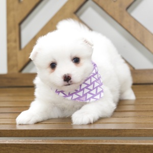 American Eskimo Dog Puppy Dolly