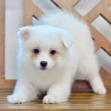 American Eskimo Dog Puppy Dolly