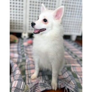 American Eskimo Dog Puppy Dolly