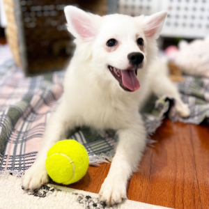 American Eskimo Dog Puppy Dolly