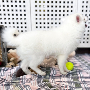 American Eskimo Dog Puppy Dolly