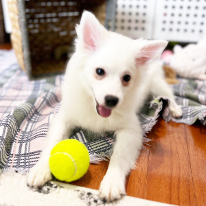 American Eskimo Dog Puppy Dolly