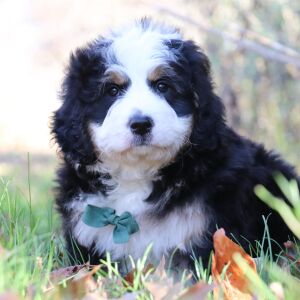 Bernedoodle Puppy Andre