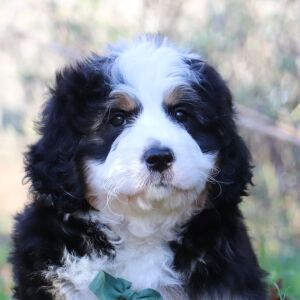 Bernedoodle Puppy Andre