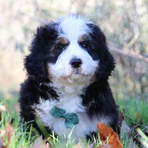 Bernedoodle Puppy Andre