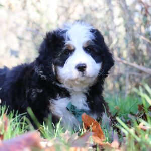Bernedoodle Puppy Andre