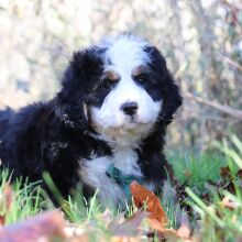 Bernedoodle Puppy Andre