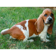 Basset Hound Puppy Hallie