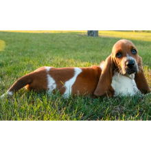 Basset Hound Puppy Hallie