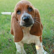 Basset Hound Puppy Hallie