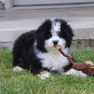 Bernedoodle Puppy Willa