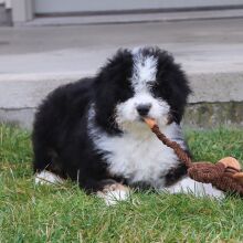 Bernedoodle Puppy Willa