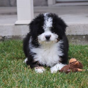 Bernedoodle Puppy Willa