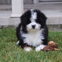 Bernedoodle Puppy Willa
