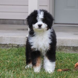Bernedoodle Puppy Willa