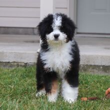Bernedoodle Puppy Willa