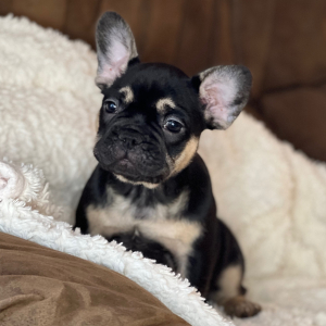 French Bulldog Puppy Mitzi
