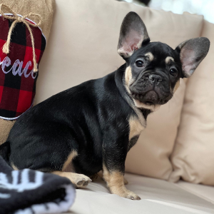 French Bulldog Puppy Mitzi