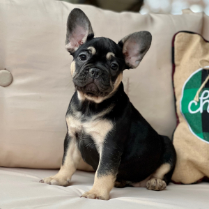 French Bulldog Puppy Mitzi