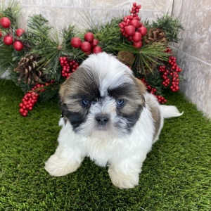 Shih Tzu Puppy Augie