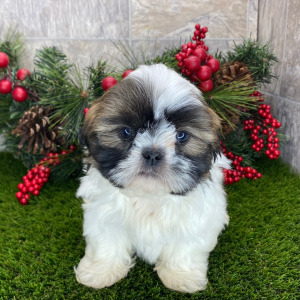 Shih Tzu Puppy Augie