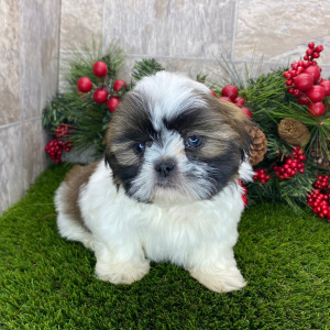 Shih Tzu Puppy Augie