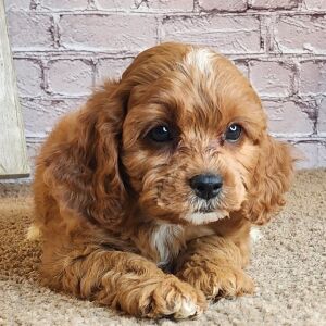 Cavapoo Puppy Sandy