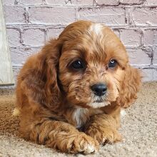Cavapoo Puppy Sandy