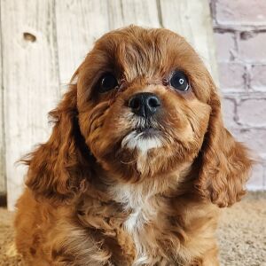 Cavapoo Puppy Sandy