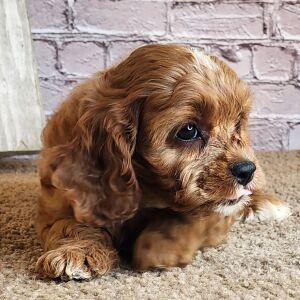 Cavapoo Puppy Sandy