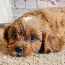 Cavapoo Puppy Sandy