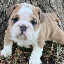Bulldog Puppy Maude