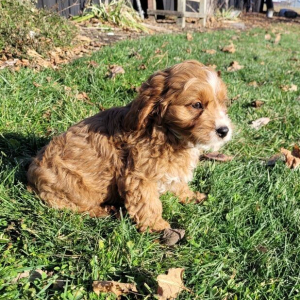 Cavapoo Puppy Dexter