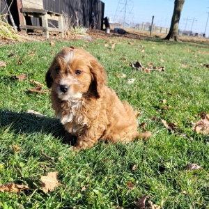 Cavapoo Puppy Dexter